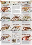 Crayfishes of Michigan