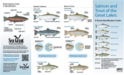 Salmon and Trout of the Great Lakes: A Visual Identification Guide (FREE)