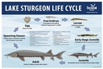 A graphic that shows the life cycle of a Lake Sturgeon.