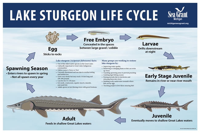 A graphic that shows the life cycle of a Lake Sturgeon.
